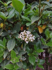Viburnum tinus