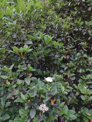 Viburnum tinus