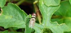 Anthomyia illocata