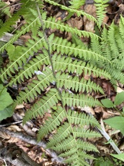 Athyrium rubripes