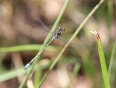 Pseudagrion hamoni