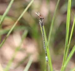 Pseudagrion hamoni