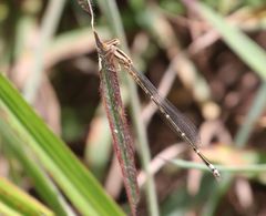 Pseudagrion hamoni