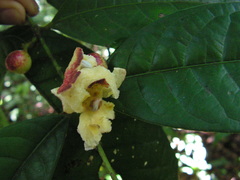 Siparuna guianensis
