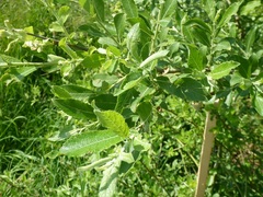 Salix × reichardtii