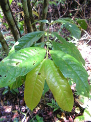 Siparuna guianensis