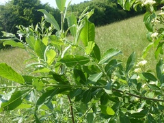 Salix × reichardtii