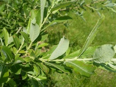 Salix × reichardtii
