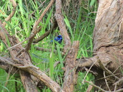 Malurus splendens splendens