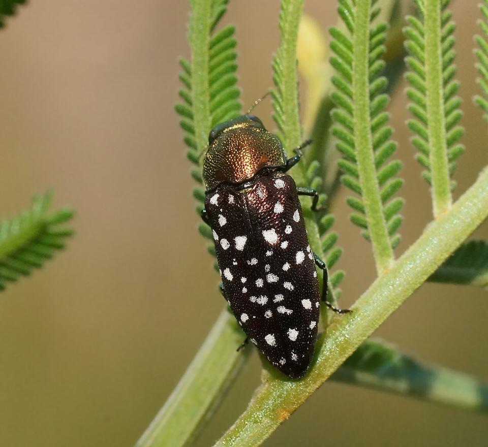 Diphucrania