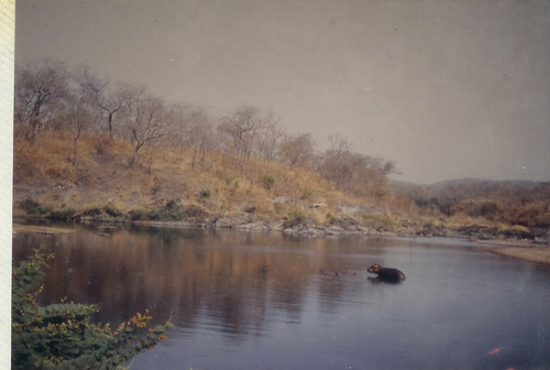 Common Hippopotamus