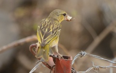 Ploceus cucullatus