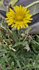 Taraxacum officinale