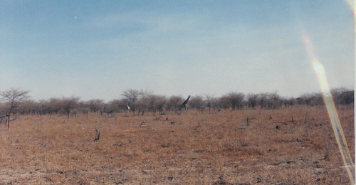Kordofan Giraffe