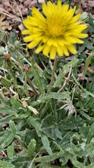 Taraxacum officinale