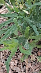 Taraxacum officinale