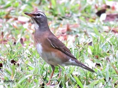 Turdus obscurus