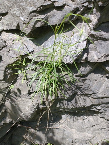 Intermediate Bellflower