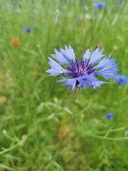 Centaurea cyanus