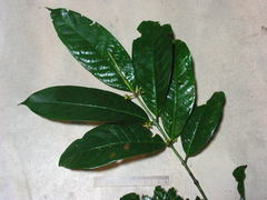 Siparuna guianensis