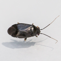 Slaterocoris