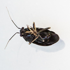 Slaterocoris