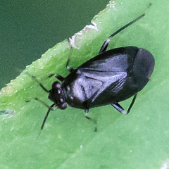 Slaterocoris