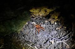Orphnaecus philippinus