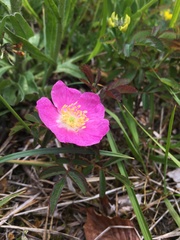 Rosa pendulina