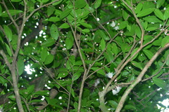 Syzygium tripinnatum