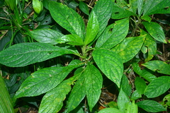 Cyrtandra umbellifera