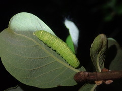Orthosia cerasi