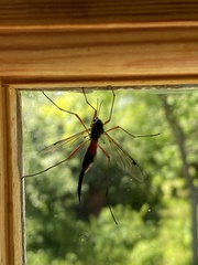 Tanyptera