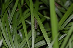 Thereuonema tuberculata