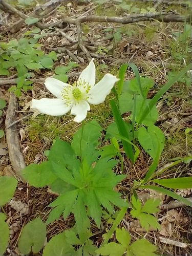 Anemone virginiana