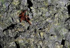 Orphnaecus philippinus