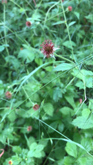 Geum urbanum