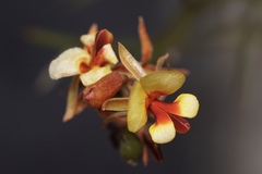 Jacksonia spinosa