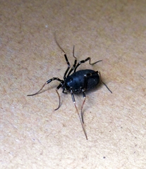 Egaenus convexus
