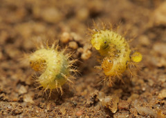 Henosepilachna argus