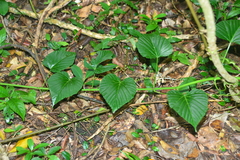 Cissus repens