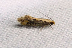Tinea mandarinella