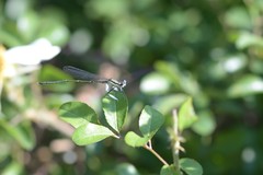 Platycnemis phyllopoda