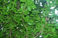 Syzygium tripinnatum