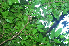 Syzygium tripinnatum