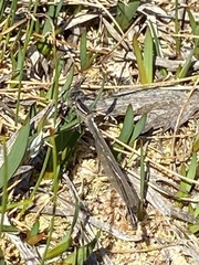 Enallagma cyathigerum