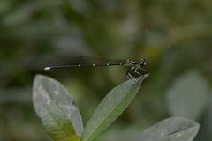 Pseudocopera annulata