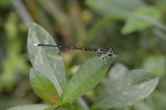 Pseudocopera annulata