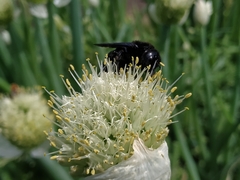 Xylocopa valga