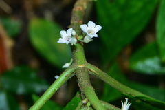 Cyrtandra umbellifera